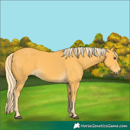 Horse Color:Palomino