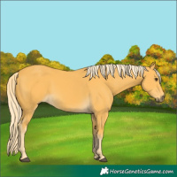 Horse Color:Palomino