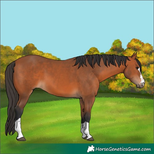 Horse Color:Bay 