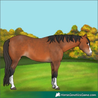 Horse Color:Bay 
