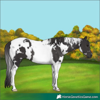 Horse Color:White Spotted Smoky Black Tobiano 