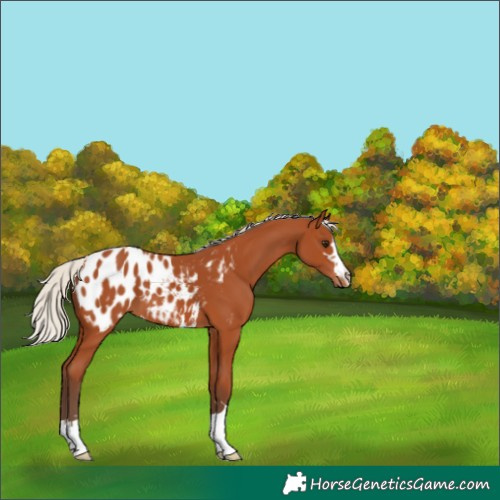 Horse Color:Silver Bay Appaloosa 