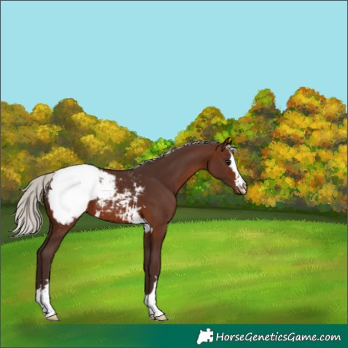 Horse Color:Silver Brown Appaloosa