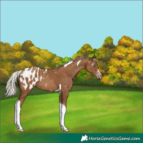 Horse Color:Gray Silver Classic Champagne Tobiano Appaloosa 