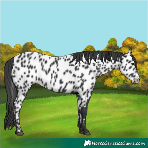 Horse Color:Black Appaloosa 