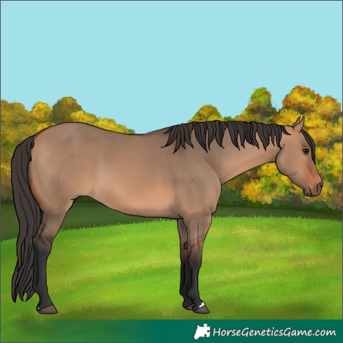 Horse Color:Bay Dun