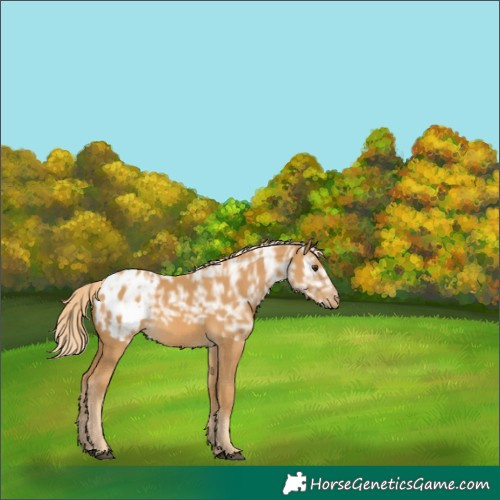 Horse Color:Palomino Ice Blanket 