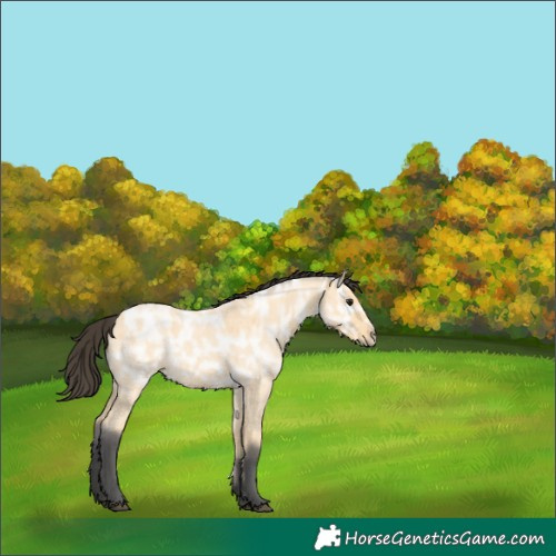 Horse Color:Buckskin Ice Roan 