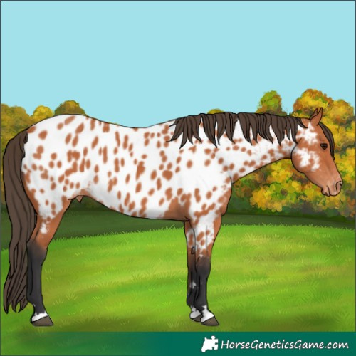Horse Color:Bay Appaloosa 