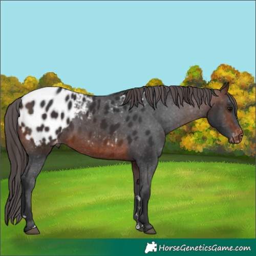 Horse Color:Brown Appaloosa 