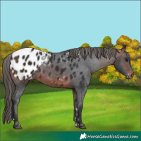 Horse Color:Brown Appaloosa 
