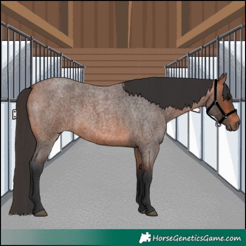 Horse Color:Bay Roan 