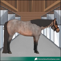 Horse Color:Bay Roan 