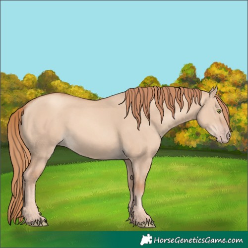 Horse Color:Gold Champagne Dun 