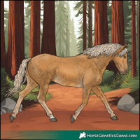 Horse Color:Palomino 