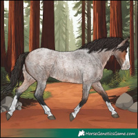 Horse Color:Bay Roan Splash
