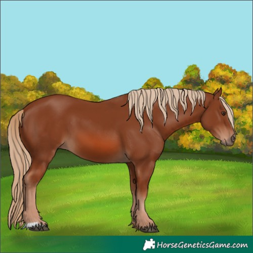Horse Color:Chestnut 