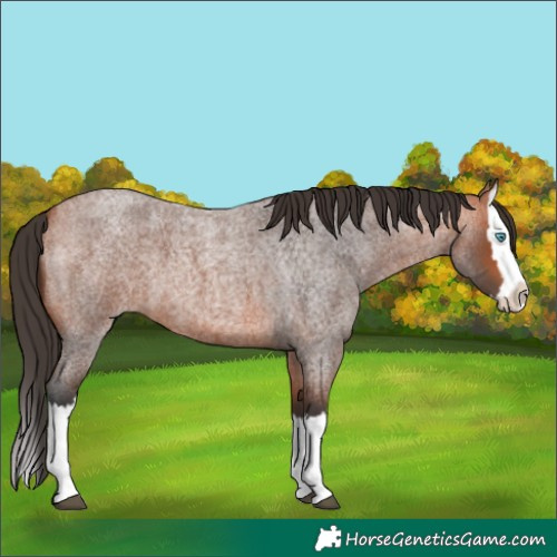 Horse Color:Bay Roan Splash 