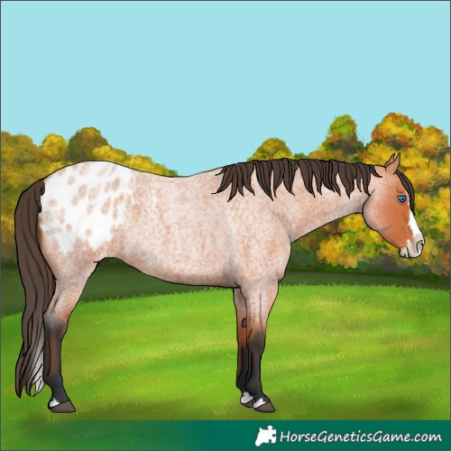 Horse Color:Bay Roan Splash Appaloosa