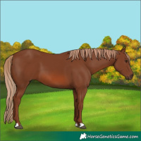 Horse Color:Chestnut 