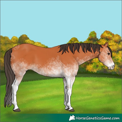 Horse Color:White Spotted Bay 