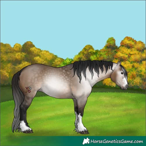 Horse Color:Gray Bay Dun 