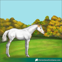 Horse Color:White Spotted Silver Sable Cream Champagne Splash Tobiano Appaloosa