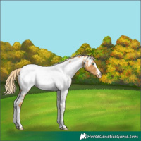 Horse Color:Gold Cream Champagne Sabino Tobiano Near Fewspot Rabicano 