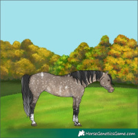 Horse Color:Brown Dun Sabino Snowflake Varnish