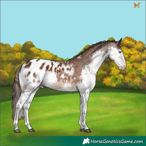 Horse Color:Liver Chestnut Splash Appaloosa 
