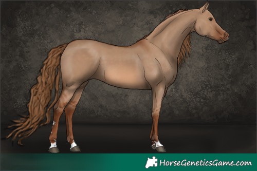 Horse Color:Red Dun 