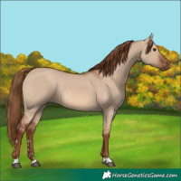 Horse Color:Red Dun 