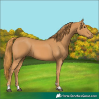 Horse Color:Chestnut 