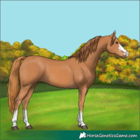 Horse Color:Chestnut 