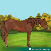 Horse Color:Chestnut 