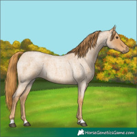 Horse Color:Red Roan 