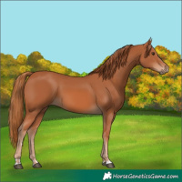 Horse Color:Chestnut 