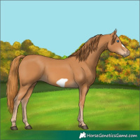 Horse Color:Chestnut Frame