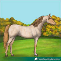 Horse Color:Red Roan 