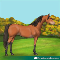Horse Color:Bay 