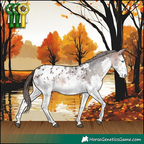 Horse Color:White Spotted Bay Splash Appaloosa 