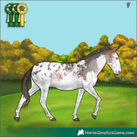 Horse Color:White Spotted Bay Splash Appaloosa