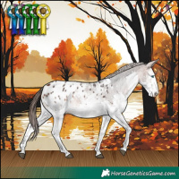 Horse Color:White Spotted Bay Splash Appaloosa 