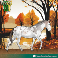 Horse Color:White Spotted Bay Splash Appaloosa
