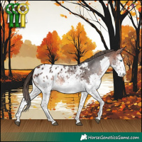 Horse Color:White Spotted Bay Splash Appaloosa 