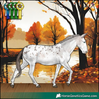 Horse Color:White Spotted Bay Splash Appaloosa 