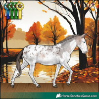 Horse Color:White Spotted Bay Splash Appaloosa
