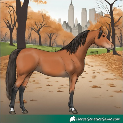 Horse Color:Bay 