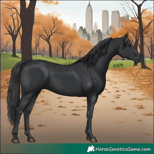 Horse Color:Black 