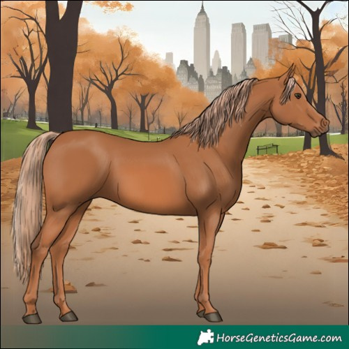 Horse Color:Chestnut 